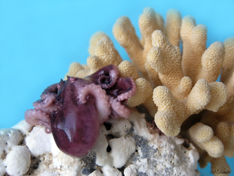 Сонный осьминожка Осьминог, Octopus