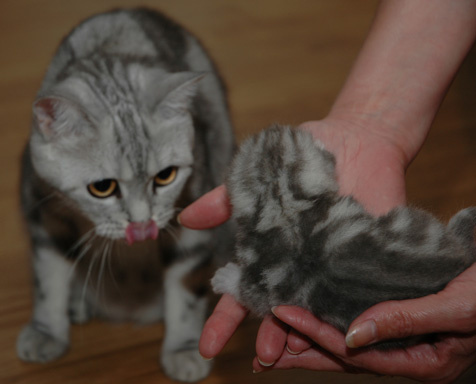 Мой котенок! Кошки