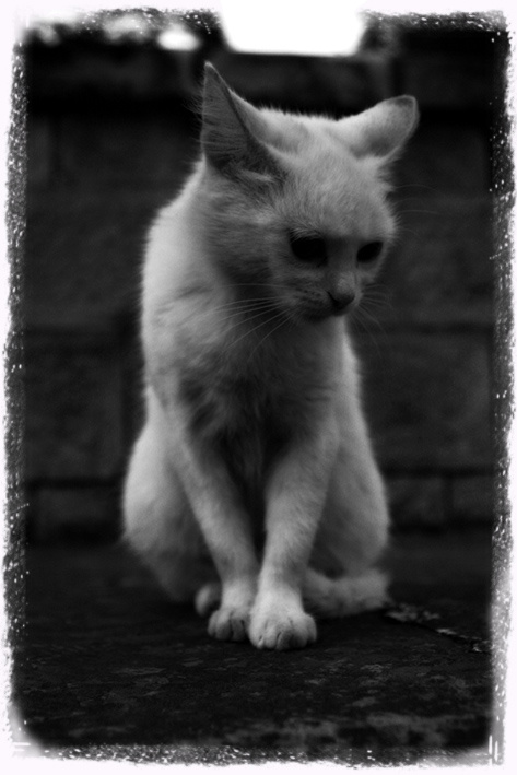 кошка без улыбки кошка