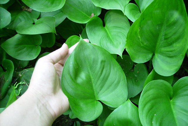 Photo in green растения