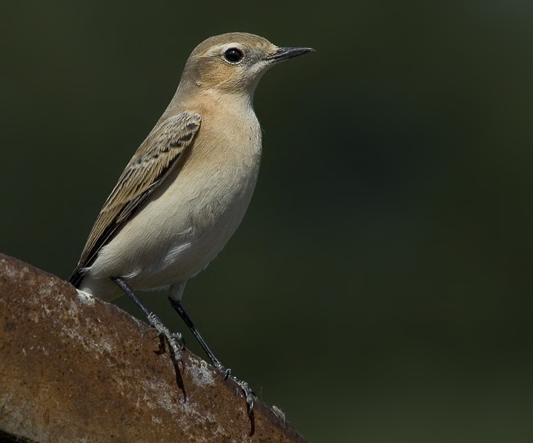 Индустриальная каменка Каменка-плясунья, Isabelline Wheatear, Oenanthe isabellina