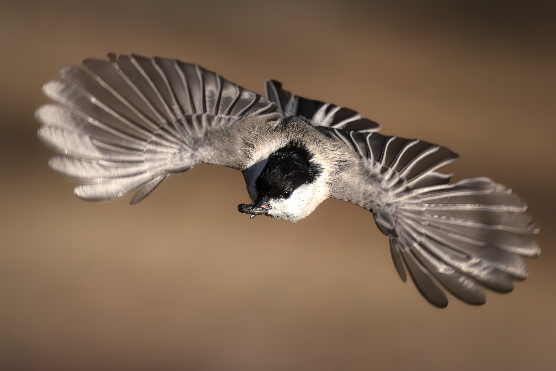 Буроголовая гаичка (Poecile montanus) 