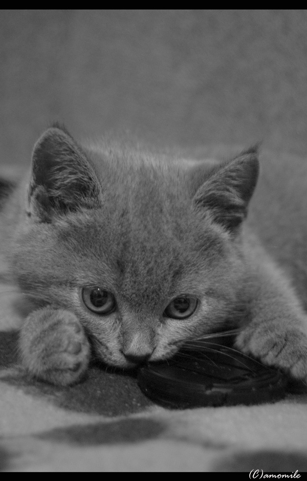 не кот и не кошка! кто? решайте сами:) котейка черное и белое плюшевый маленький