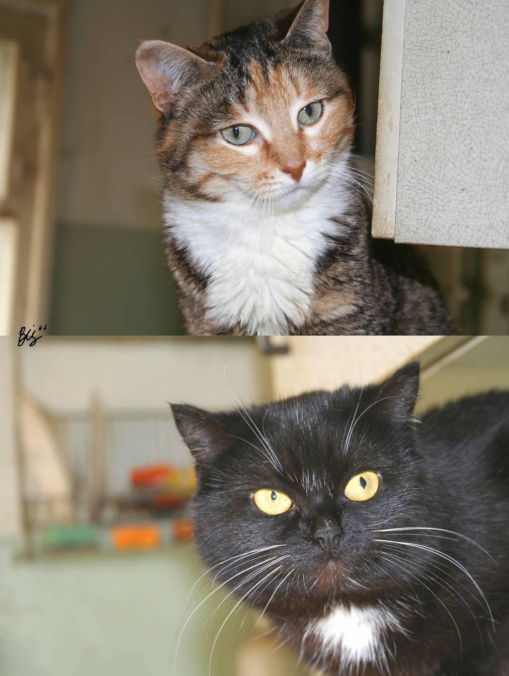 Разные интересы Cats