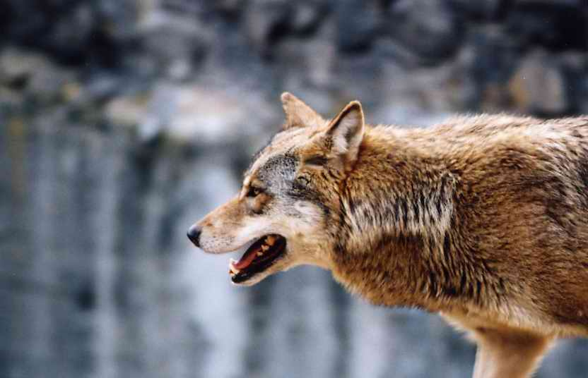 Wolf Волк