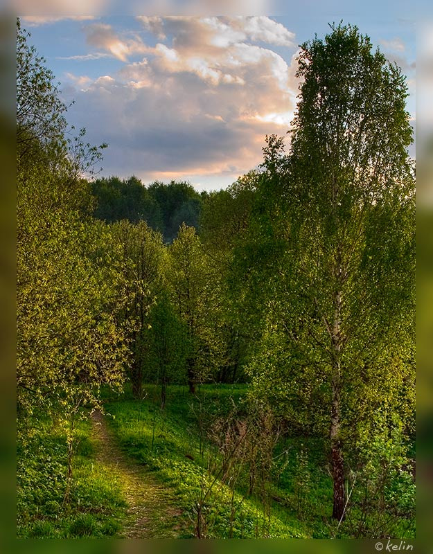 Весенний лес на закате лес вечер закат