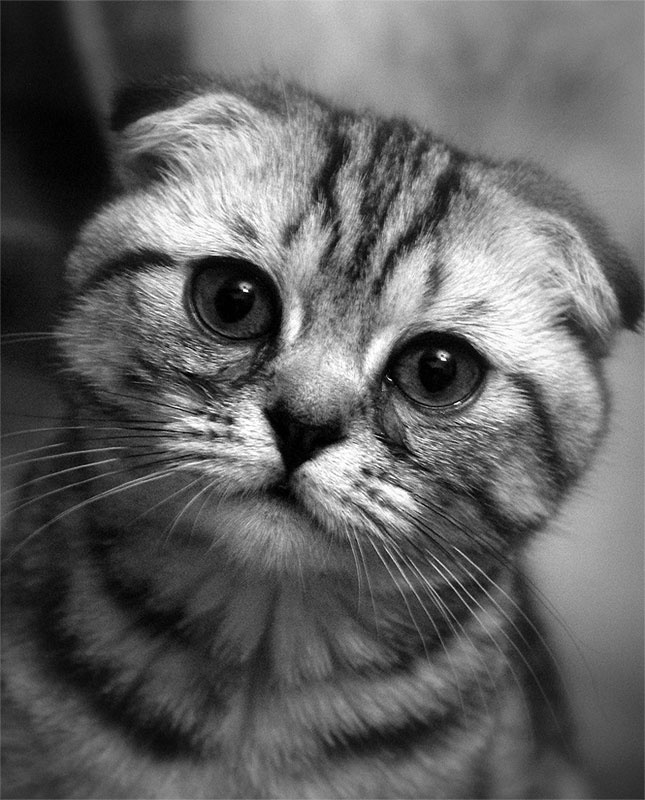 Плачет у окошка. кот кошка