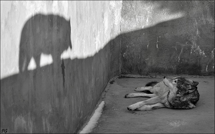 не убежишь.. жанр zoo волки