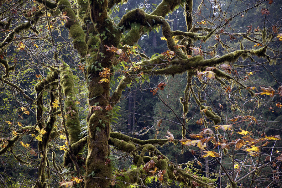 *** forest, Washington state