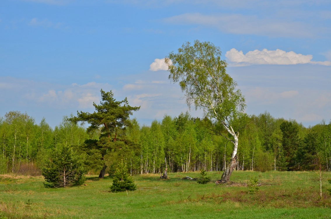 Танец Киржач, лес, деревья, движение