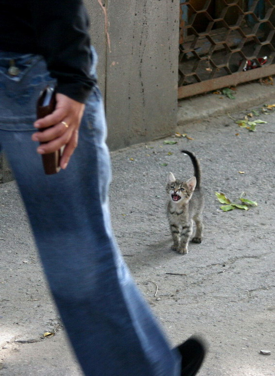 дяяяяяденька котенок улица