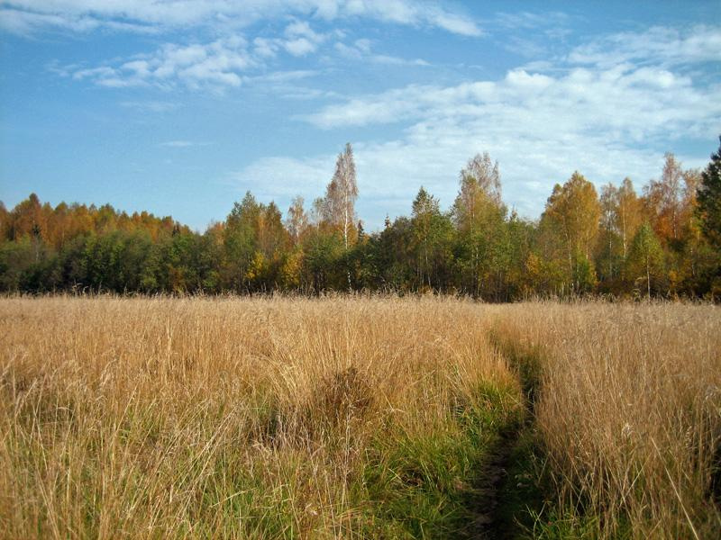 Дорожка в лес лес