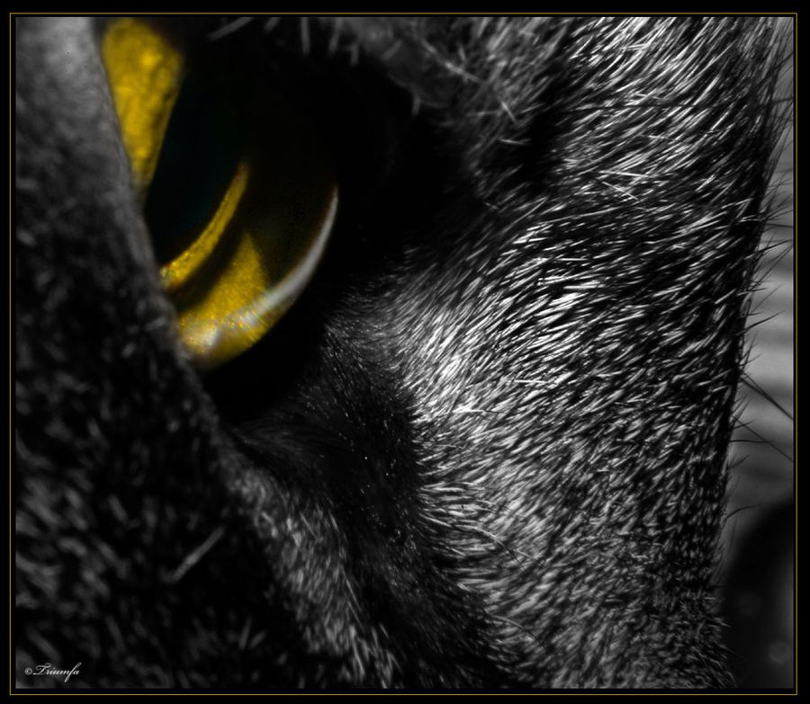 Cat eye кот, кошка, кошак