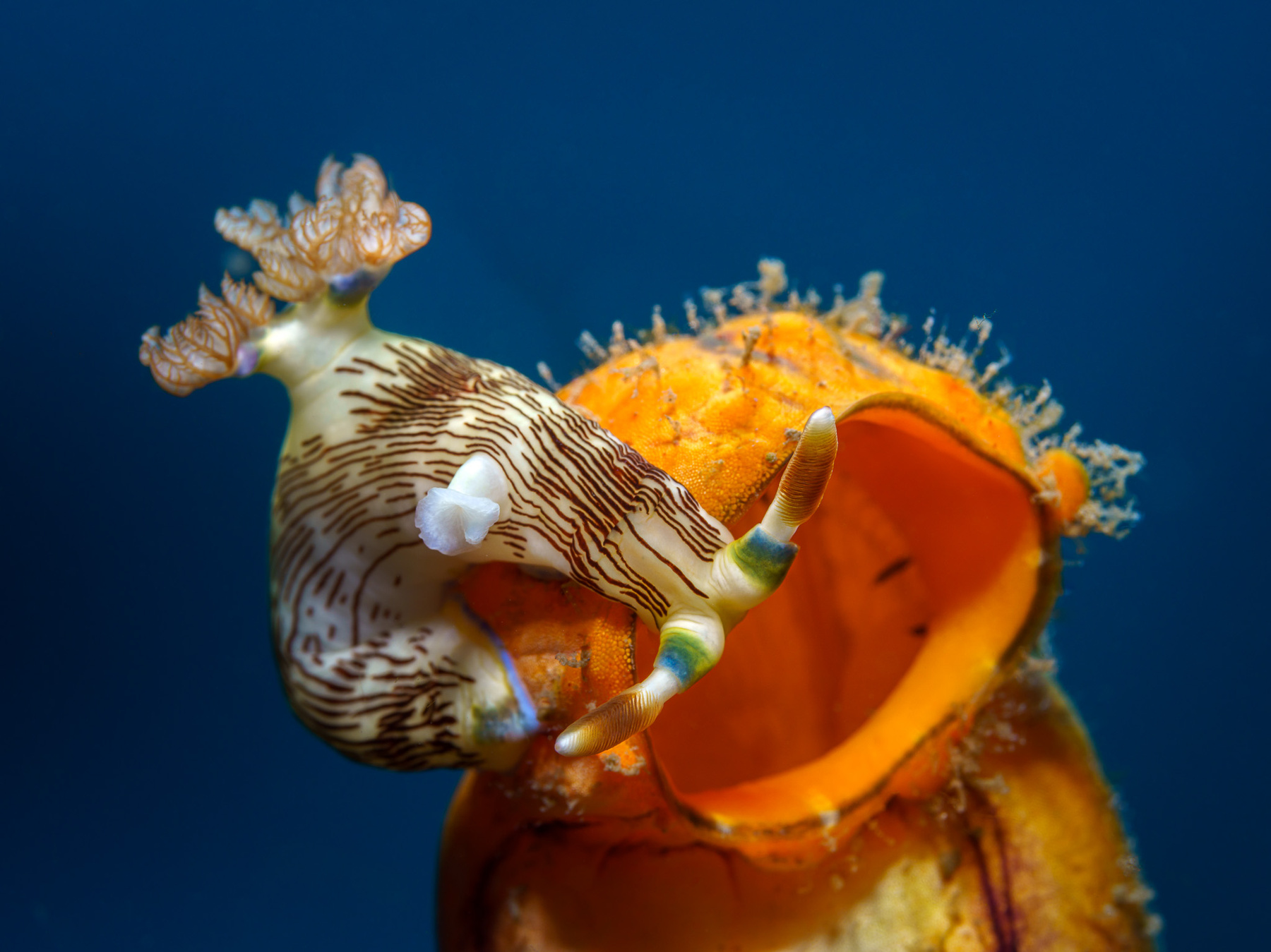 нудибранч верхом на спонже нудик вода природа море океан моллюск дайвинг фауна wildlife photography sea underwater diving ocean глубина подводный под водой синева кораллы риф подводная фотография сноркелинг тропики погружение дайвер