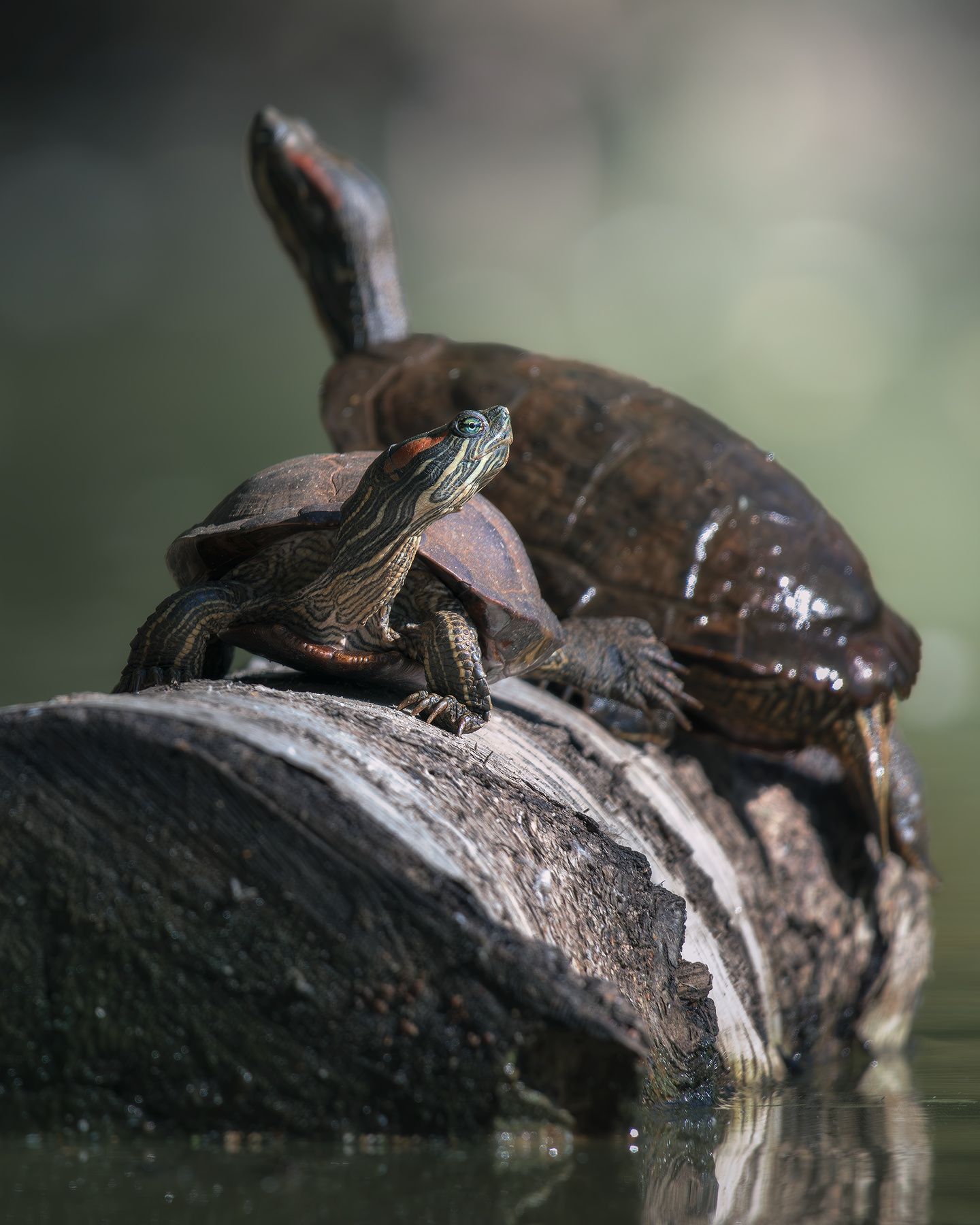 Красноухая черепаха (Trachemys scripta) 