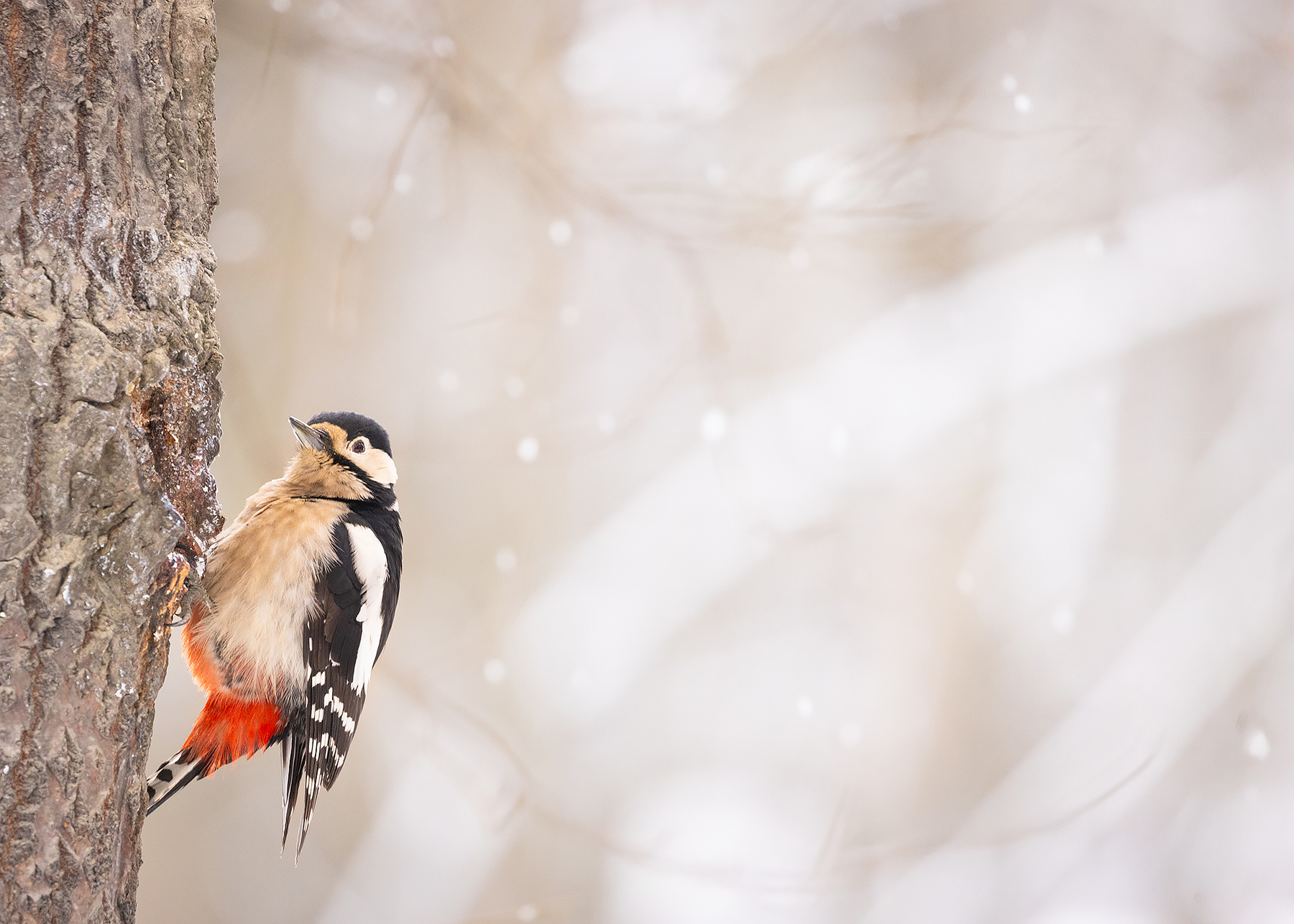 Woodpecker 