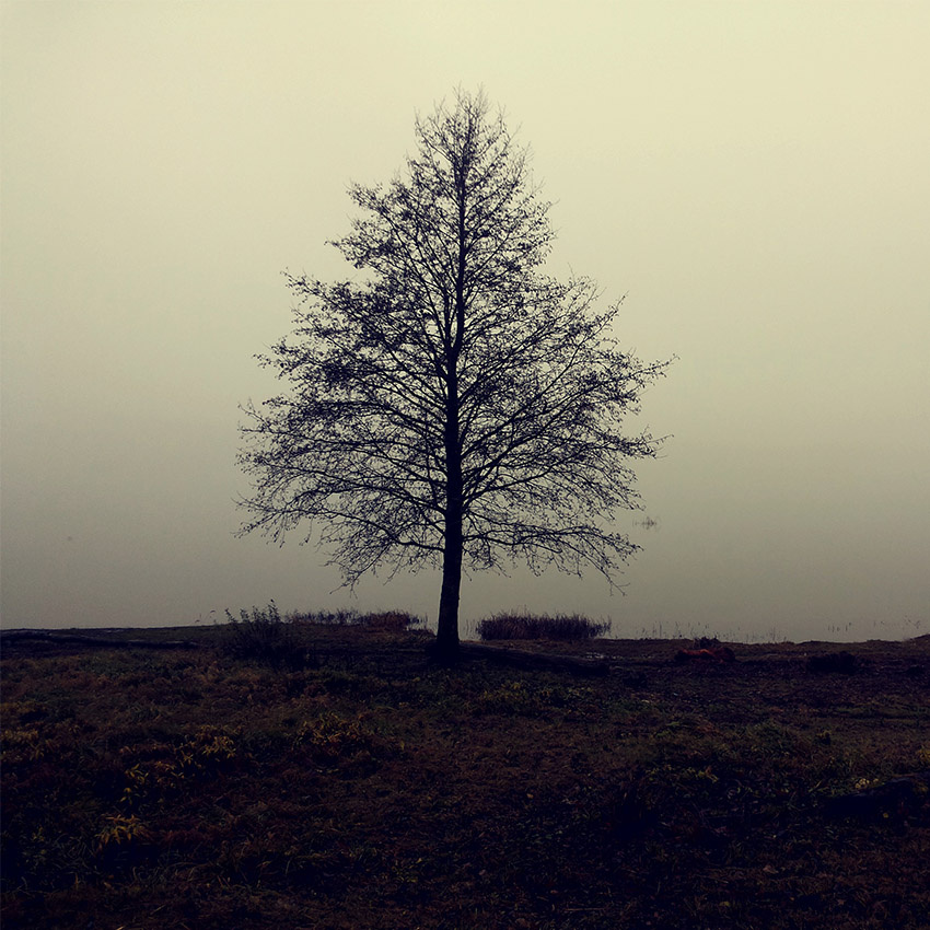 23.11.2013 Latvia, Riga, river, mist, tree, Латвия, Рига, река, Даугава, дерево, осень, ноябрь, november, autumn