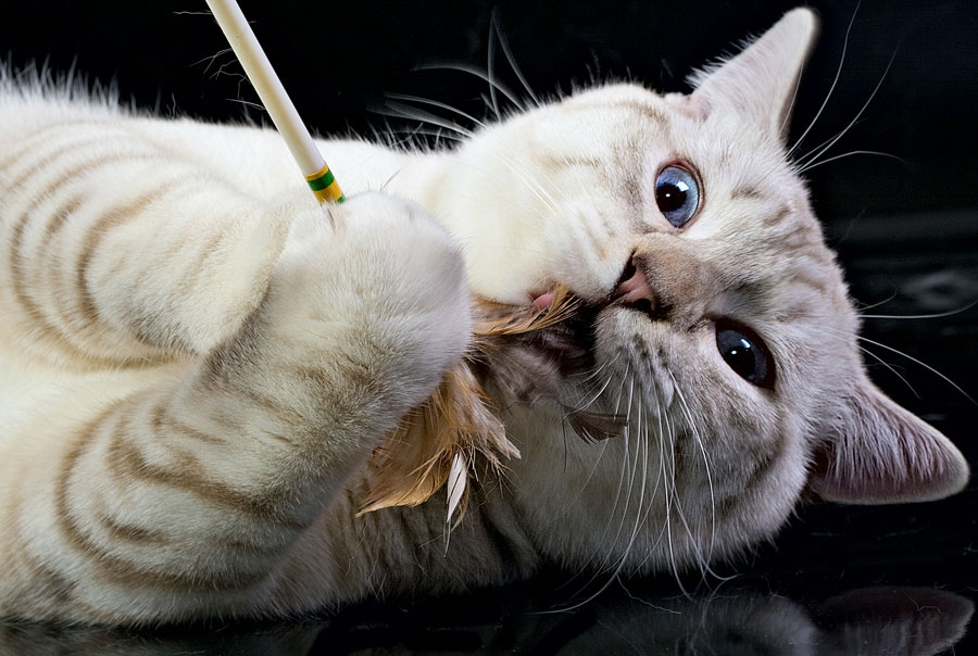 и снова о котах... кошки коты кот