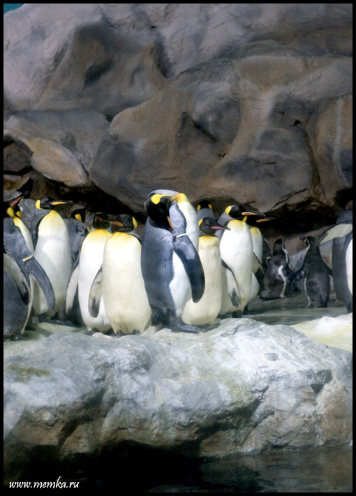 Happy feet. Парк птиц. Сингапур пингвин, Сингапур