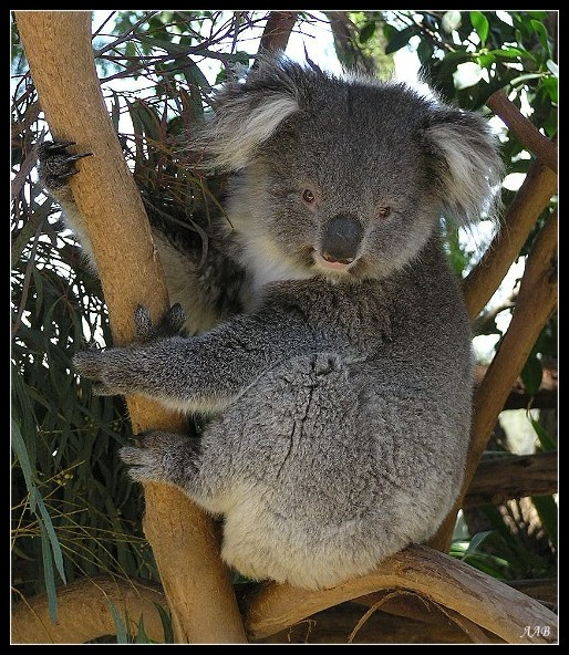 Коала (1). коала эвкалипт