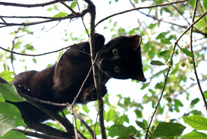 Кот вишня кот