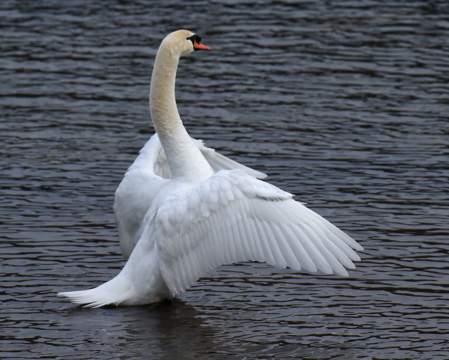 ъъ лебедь река