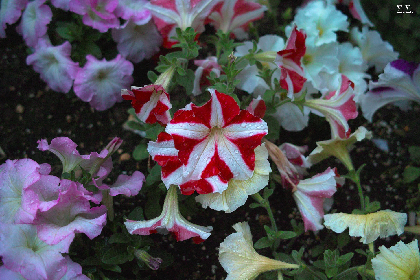 SPRINKLED COLORFUL FLOWERS 