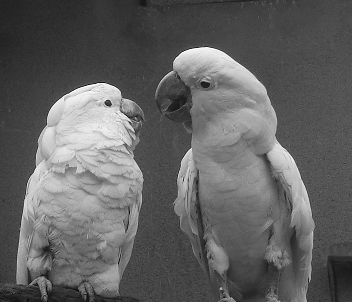 KISS 
