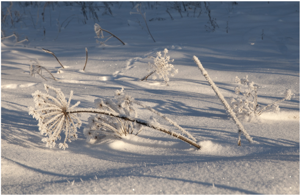  Deep Frozen  борщевик