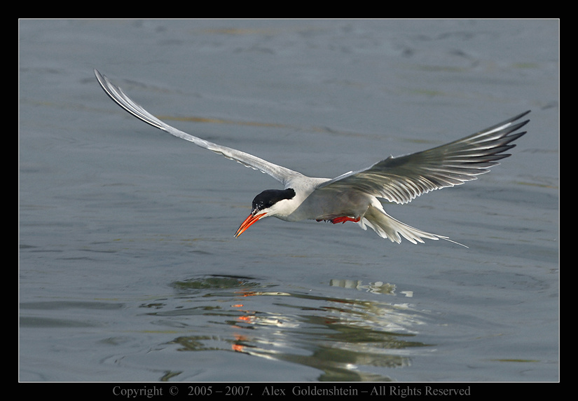 Свет мой, зеркальце, скажи... Речная крачка , Sterna hirundo , (common tern)