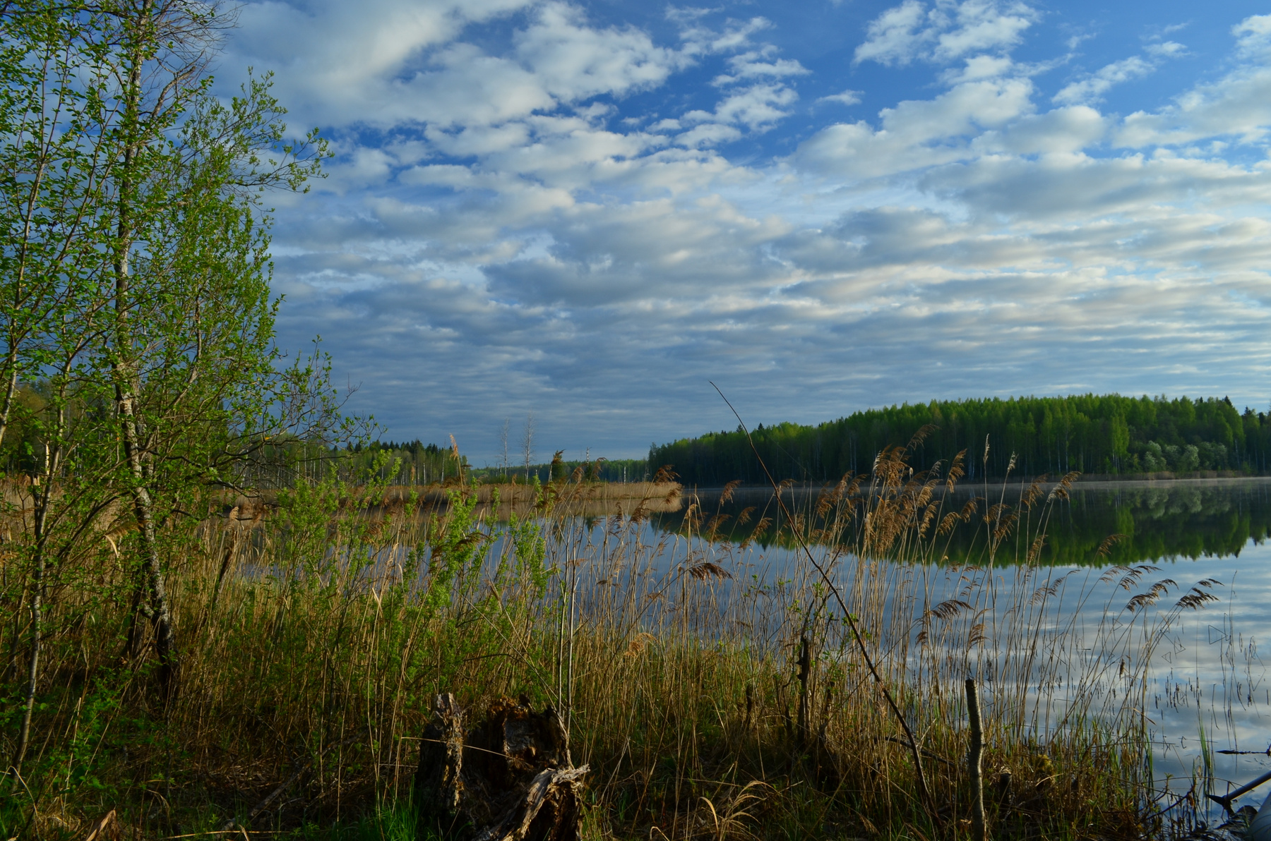 Лесное озеро вода