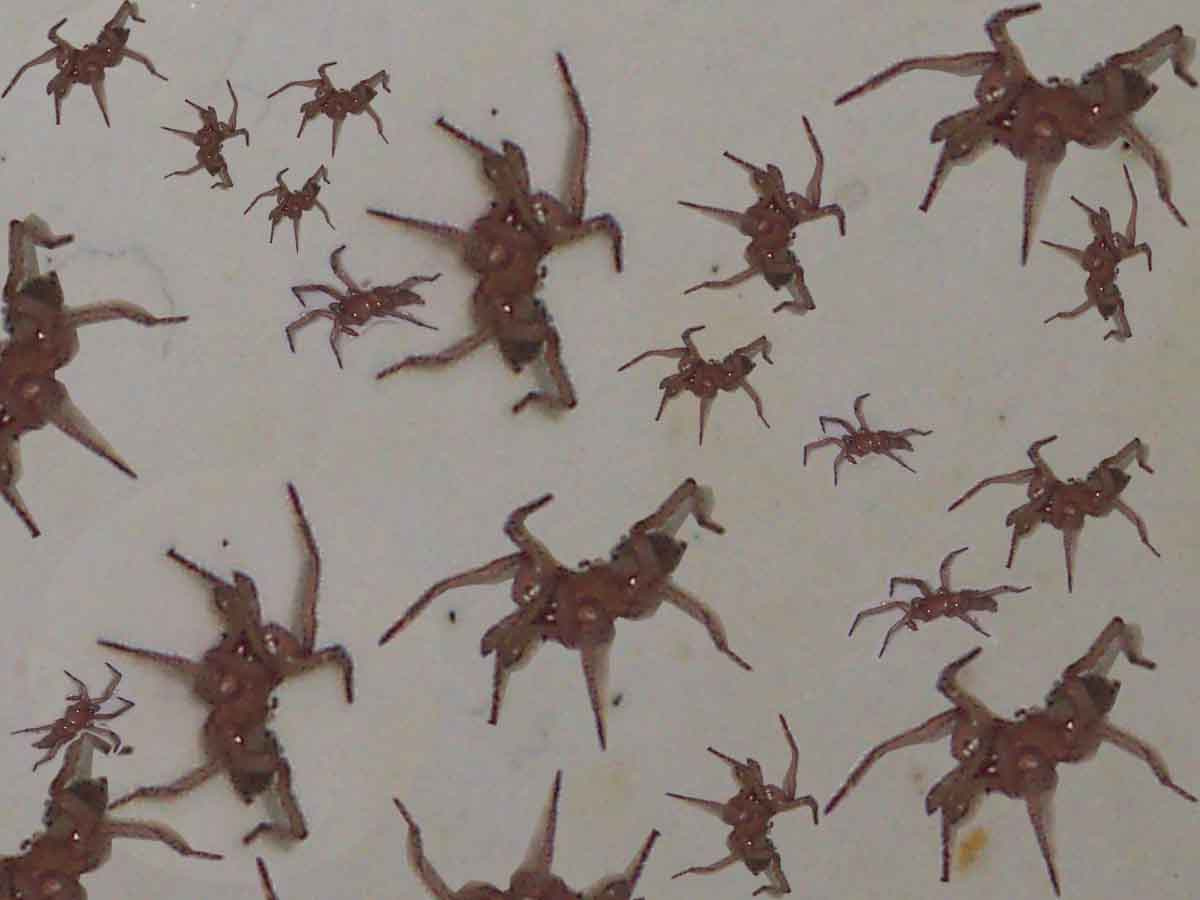 Arachnida spiders
