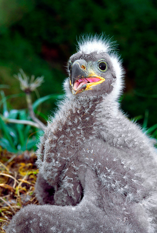 Примерка мантии Белоголовый орлан, Haliaeetus leucocephalus, Bald Eagle, Buldir Island, Alaska