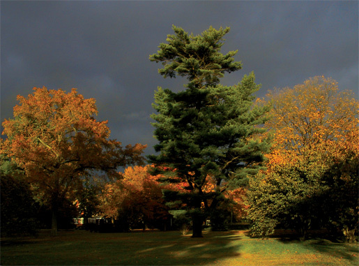 Fall'Color 