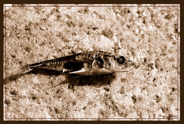 deadfish 