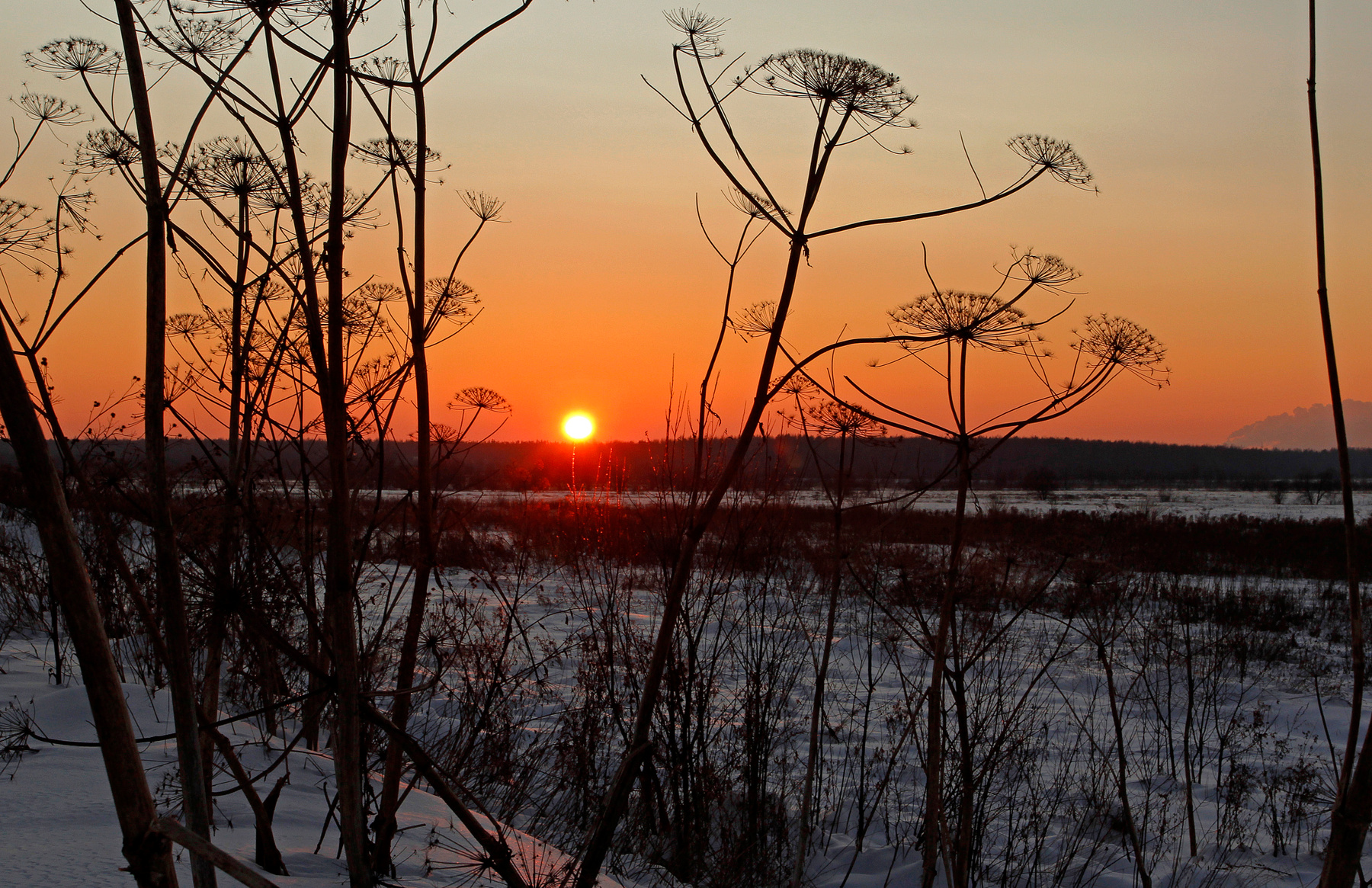 -18 закат борщевик силуэт мороз солнце