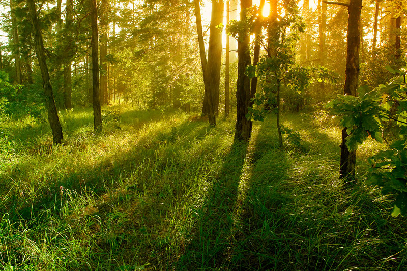 После дождя (репост) nature forest sunset landscape