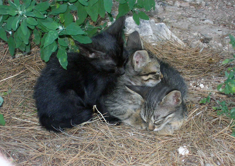 Валаамские коты #1 \"котомафия\" валаам коты