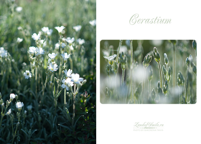 Cerastium 