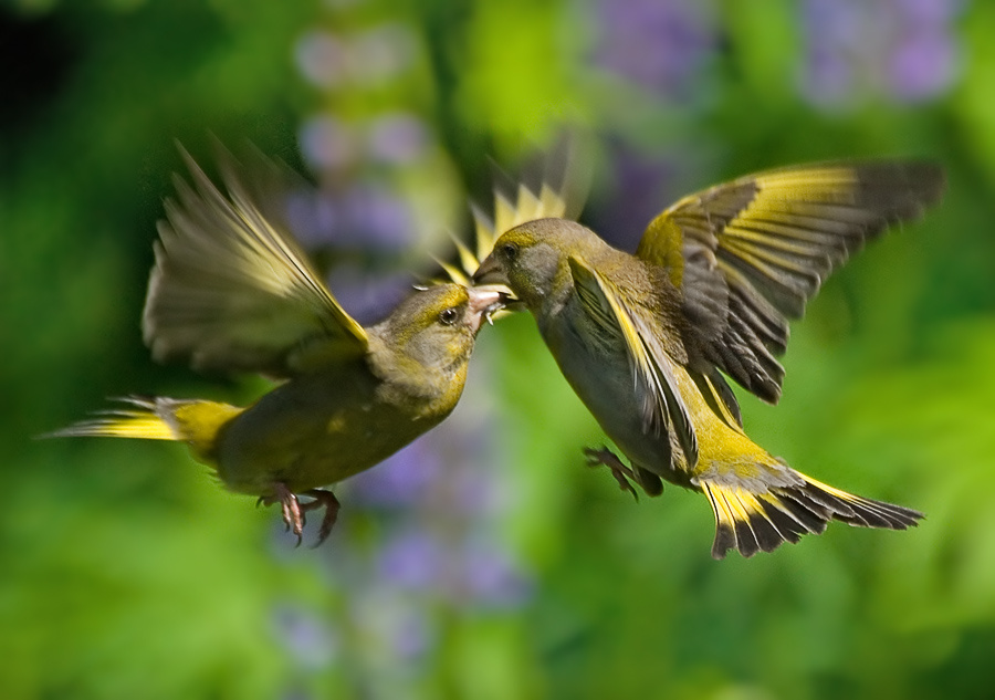 Подражание Стиву Блуму зеленушка, Greenfinch, Chloris chloris, подражание Стиву Блуму