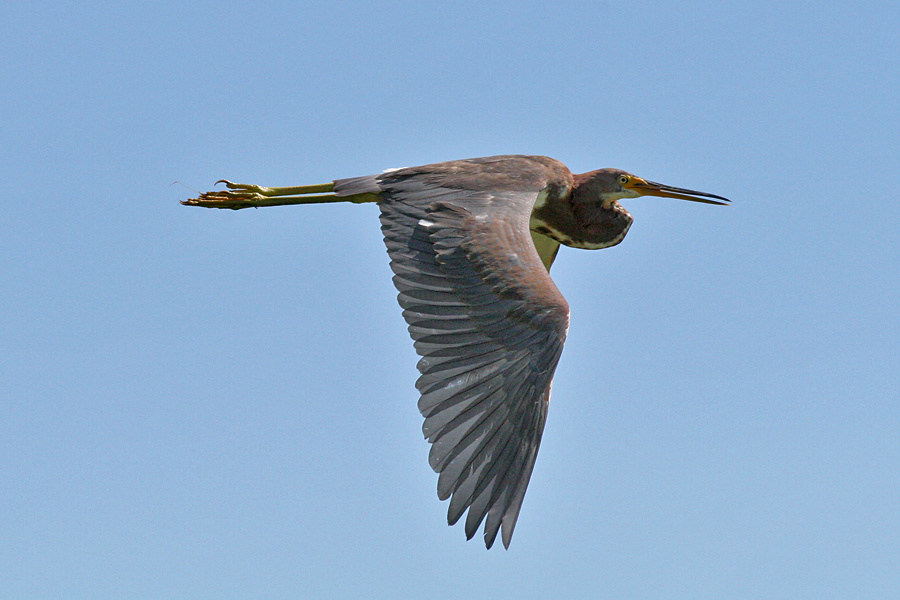 Летящая цапля птица, трехцветная, цапля, tricolored, heron
