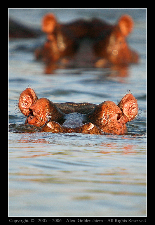 Бегемот, гиппопотам (Hippopotamus amphibius). Африка, Кения, озеро Найваша, Август 2006
