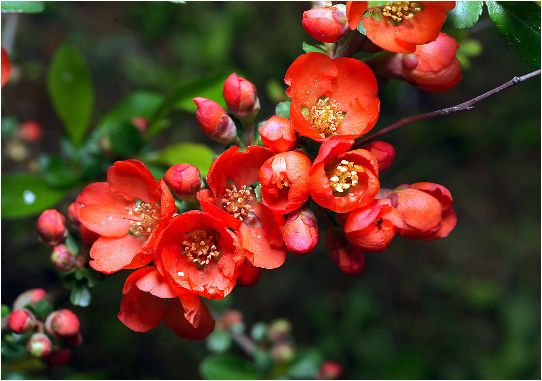 Chaenomeles japonica - Айва японская Chaenomeles japonica весна цветы Айва японская