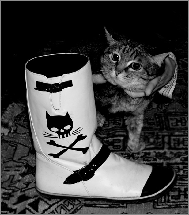 Дань моде кошка кот сапог держать мода