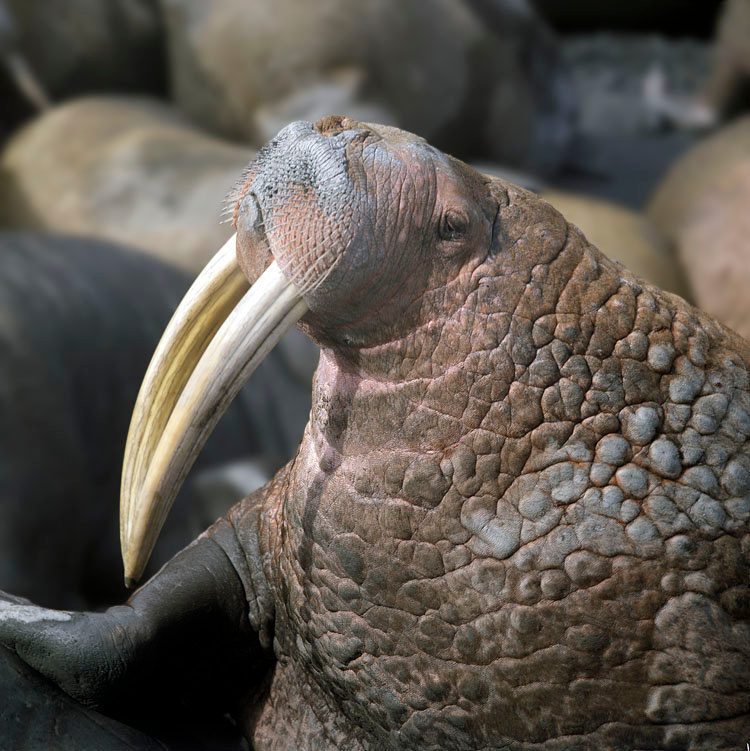 Аристократ Морж, Odobenus rosmarus, Чукотка, Walrus, Arakamchechen Island, Chukotka