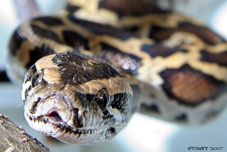 ЗМИЙ змея змей хищник snake