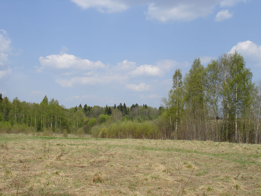 Первая листва природа