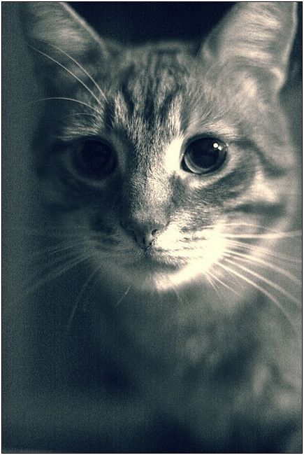 кот здесь 
