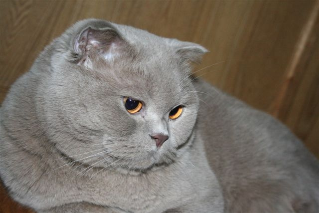 Мотя 