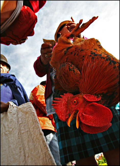 El Gallo (Otavalo) Otavalo Ecuador